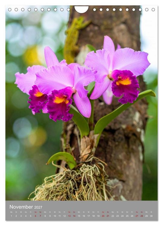 Produktbild: K&ouml;nigin Cattleya (Wandkalender 2027 DIN A4 hoch), CALVENDO Monatskalender