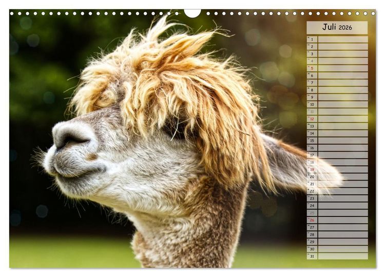 Produktbild: Alpaka, coole Typen mit wilden Frisuren (Wandkalender 2026 DIN A3 quer), CALVENDO Monatskalender