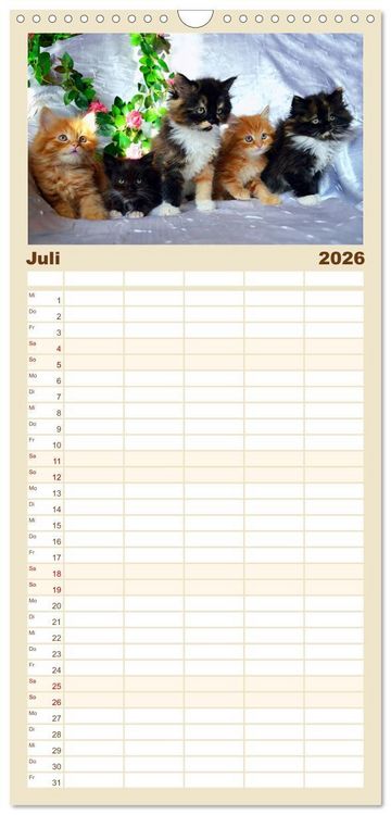 Produktbild: Familienplaner 2026 - Katzenparade mit 5 Spalten (Wandkalender, 21 x 45 cm) CALVENDO