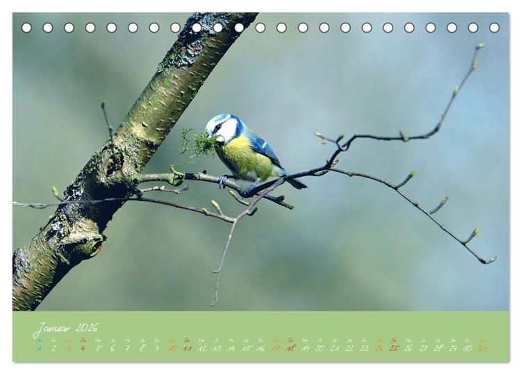 Produktbild: Die Blaumeise, Gast in unserem Garten (Tischkalender 2026 DIN A5 quer), CALVENDO Monatskalender