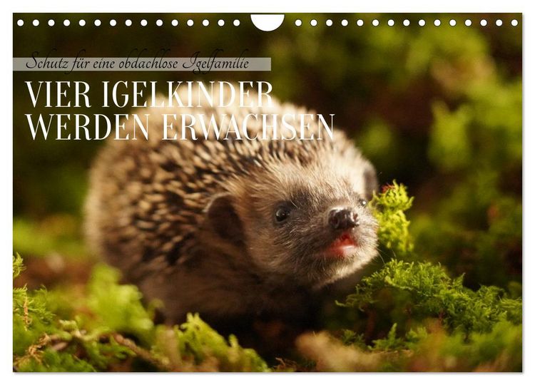 Produktbild: Schutz f&uuml;r eine obdachlose Igelfamilie - Vier Igelkinder werden erwachsen. (Wandkalender 2026 DIN A4 quer), CALVENDO Monatskalender