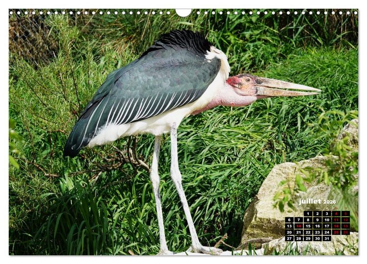 Produktbild: Oiseaux exotiques (Calendrier mural 2026 DIN A3 vertical), CALVENDO calendrier mensuel