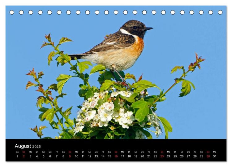 Produktbild: V&ouml;gel (Tischkalender 2026 DIN A5 quer), CALVENDO Monatskalender