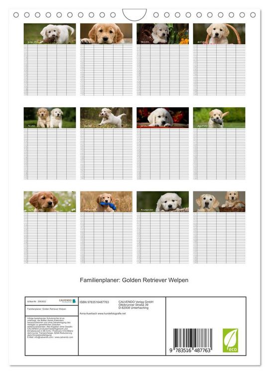 Produktbild: Familienplaner: Golden Retriever Welpen (Wandkalender 2026 DIN A4 hoch), CALVENDO Monatskalender
