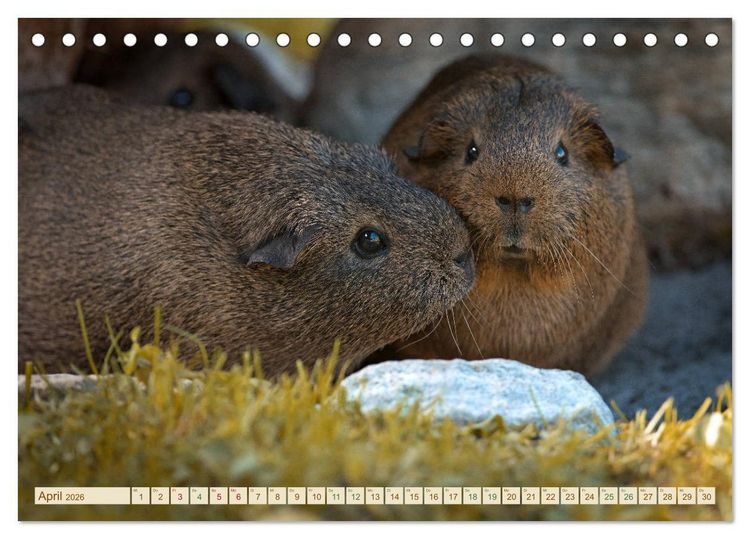 Produktbild: MEERSCHWEINCHEN neugierig - s&uuml;&szlig; - liebenswert (Tischkalender 2026 DIN A5 quer), CALVENDO Monatskalender
