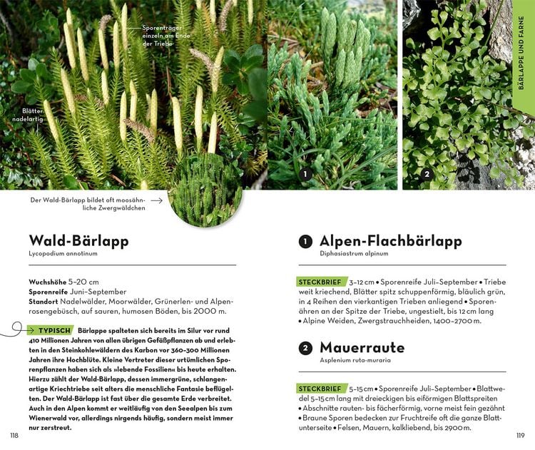 Produktbild: Basic Alpenblumen