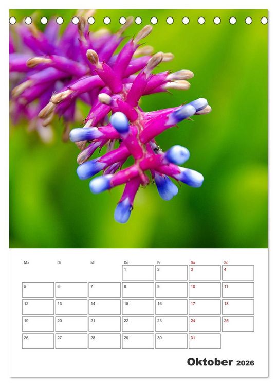 Produktbild: Dornige Sch&ouml;nheiten - Kakteen und Sukkulenten (Tischkalender 2026 DIN A5 hoch), CALVENDO Monatskalender