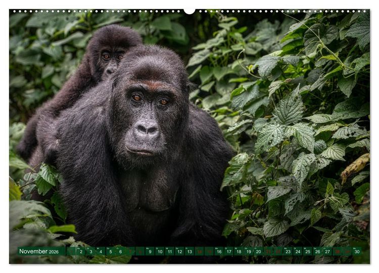 Produktbild: KONGO - das dunkle Herz Afrikas (hochwertiger Premium Wandkalender 2026 DIN A2 quer), Kunstdruck in Hochglanz
