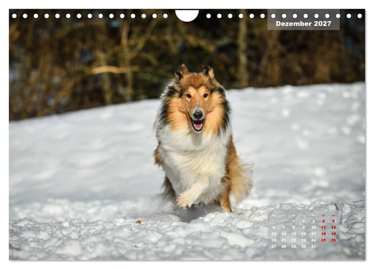 Produktbild: Collies? Was sonst! (Wandkalender 2027 DIN A4 quer), CALVENDO Monatskalender