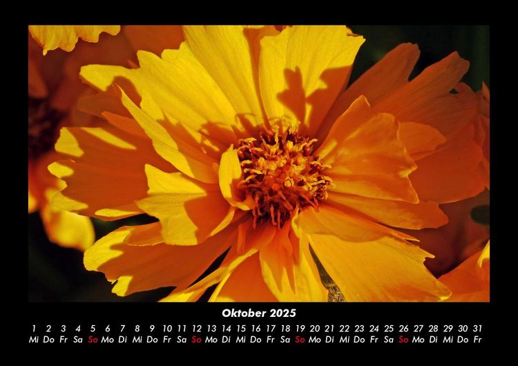 Produktbild: Blumentr&auml;ume 2025 Fotokalender DIN A3