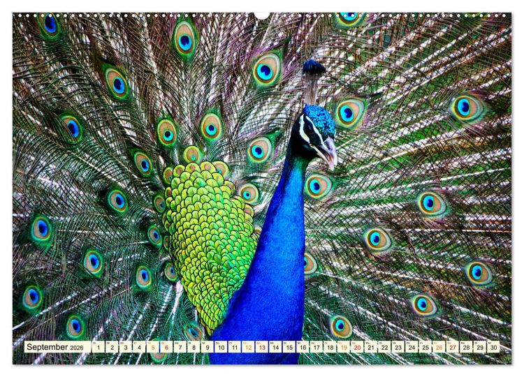 Produktbild: Sch&ouml;ner Pfau (hochwertiger Premium Wandkalender 2026 DIN A2 quer), Kunstdruck in Hochglanz
