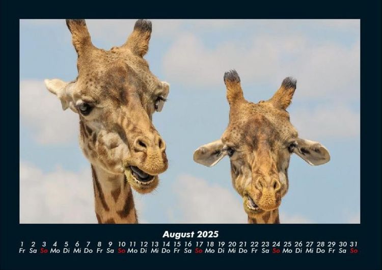 Produktbild: Tierkalender 2025 Fotokalender DIN A4