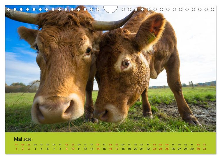 Produktbild: Kuhckst du? (Wandkalender 2026 DIN A4 quer), CALVENDO Monatskalender