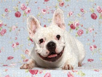 Produktbild: CALVENDO Puzzle Franz&ouml;sische Bulldogge / French Bulldog | 1000 Teile Lege-Gr&ouml;&szlig;e 64x48cm Foto-Puzzle f&uuml;r gl&uuml;ckliche Stunden