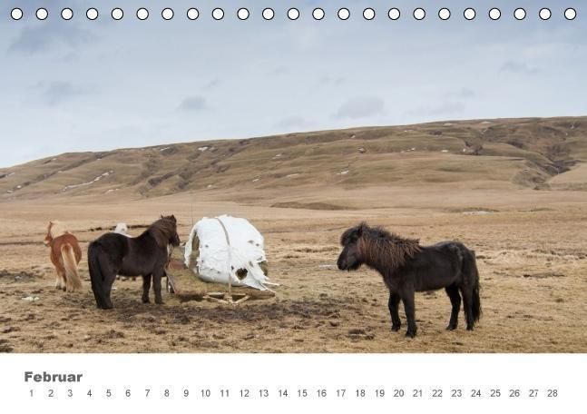 Produktbild: Islandpferde: Gef&auml;hrten der Wikinger (Tischkalender immerw&auml;hrend DIN A5 quer)