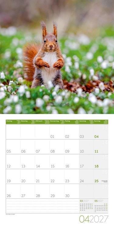 Produktbild: Eichh&ouml;rnchen Kalender 2027 - 30x30 - Art12