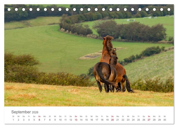 Produktbild: Exmoor Ponnys - Die letzten Ihrer Art (Tischkalender 2026 DIN A5 quer), CALVENDO Monatskalender