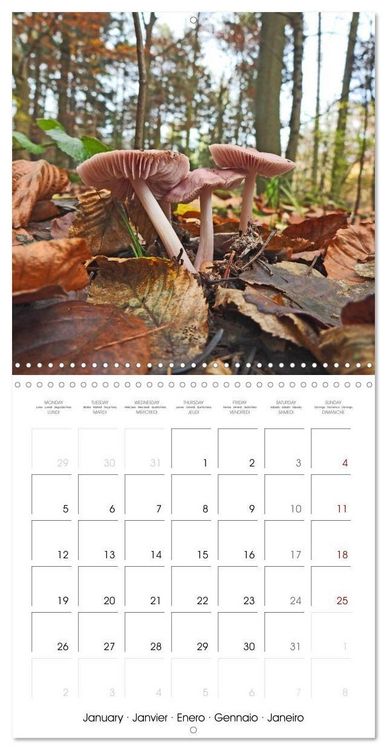 Produktbild: Habitat Forest (Wall Calendar 2026 12 &times; 12 Inch) CALVENDO 12 Month Wall Calendar