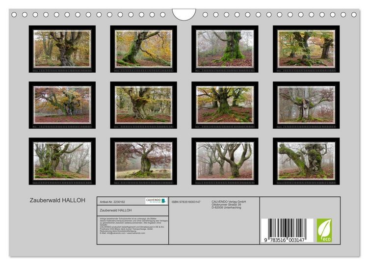 Produktbild: Zauberwald HALLOH (Wandkalender 2026 DIN A4 quer), CALVENDO Monatskalender