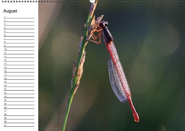 Produktbild: Libellen Geburtstagskalender (Wandkalender immerw&auml;hrend DIN A2 quer)