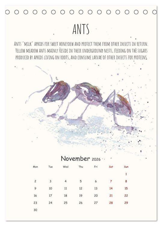 Produktbild: Symbiosis, the story of collaborations in nature (Desk Calendar 2026 DIN A5 portrait), CALVENDO 12 Month DeskCalendar
