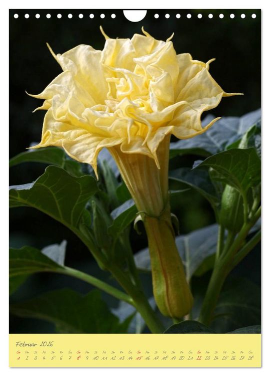 Produktbild: Brugmansia & Datura - Exotische Sch&ouml;nheiten (Wandkalender 2026 DIN A4 hoch), CALVENDO Monatskalender