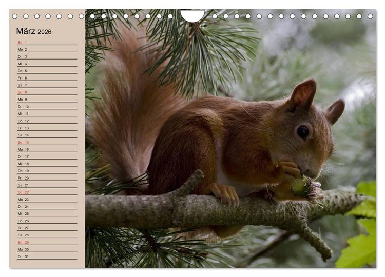 Produktbild: Eichh&ouml;rnchen. Wo sind blo&szlig; die N&uuml;sse? (Wandkalender 2026 DIN A4 quer), CALVENDO Monatskalender