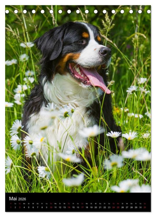 Produktbild: Berner Sennenhund 2026 (Tischkalender 2026 DIN A5 hoch), CALVENDO Monatskalender