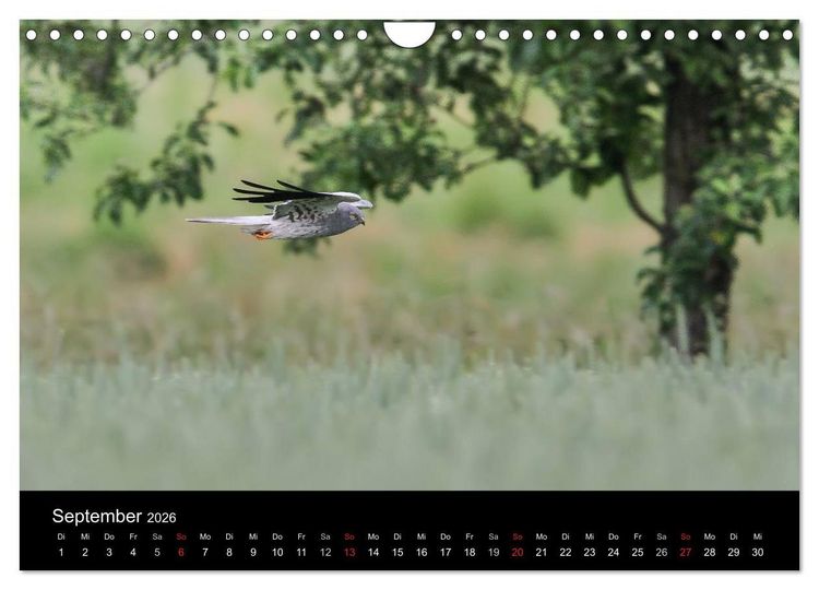 Produktbild: Wiesenweihen in Deutschland (Wandkalender 2026 DIN A4 quer), CALVENDO Monatskalender