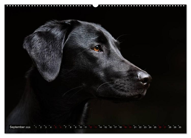 Produktbild: Labrador Trio - 3 Farben, 3 Freunde (hochwertiger Premium Wandkalender 2026 DIN A2 quer), Kunstdruck in Hochglanz