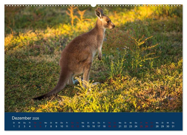 Produktbild: Freilebende K&auml;ngurus (hochwertiger Premium Wandkalender 2026 DIN A2 quer), Kunstdruck in Hochglanz