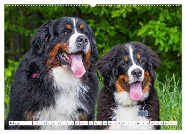 Produktbild: Berner Sennenhund - Eine Liebe f&uuml;r&acute;s Leben (hochwertiger Premium Wandkalender 2026 DIN A2 quer), Kunstdruck in Hochglanz