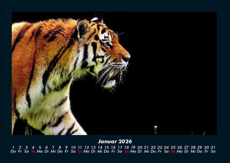 Produktbild: Tiger 2026 Fotokalender DIN A4