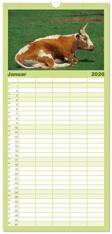 Produktbild: Familienplaner 2026 - Rinder auf dem Lande mit 5 Spalten (Wandkalender, 21 x 45 cm) CALVENDO