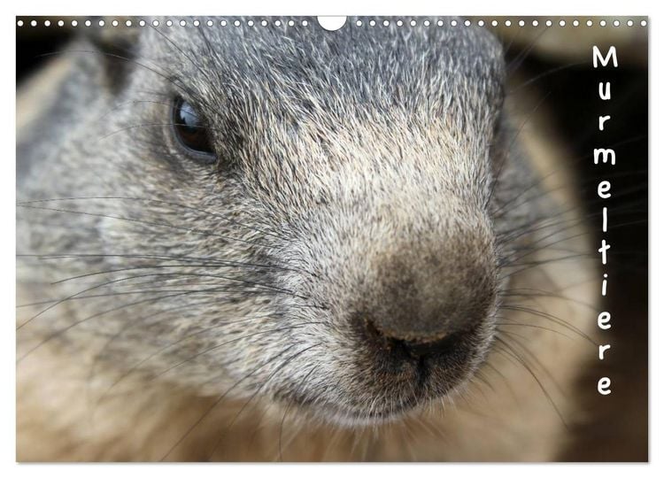 Produktbild: Murmeltiere (Wandkalender 2026 DIN A3 quer), CALVENDO Monatskalender