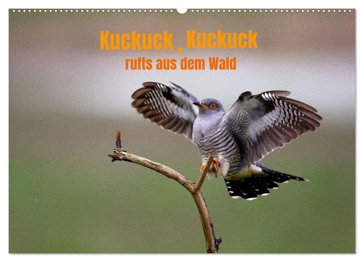 Produktbild: Kuckuck,Kuckuck,rufts aus dem Wald (Wandkalender 2026 DIN A2 quer), CALVENDO Monatskalender