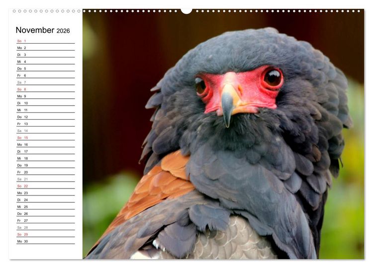 Produktbild: Greifv&ouml;gel, Eulen und K&auml;uze (hochwertiger Premium Wandkalender 2026 DIN A2 quer), Kunstdruck in Hochglanz