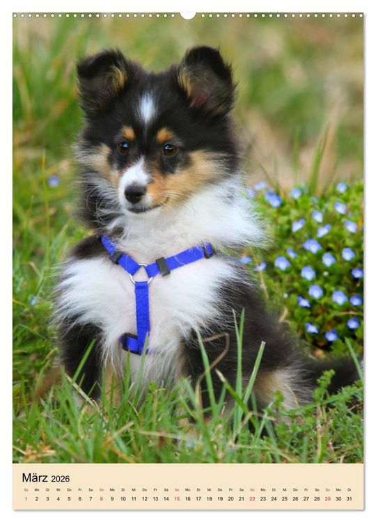 Produktbild: Mit Shelties durchs Jahr (hochwertiger Premium Wandkalender 2026 DIN A2 hoch), Kunstdruck in Hochglanz