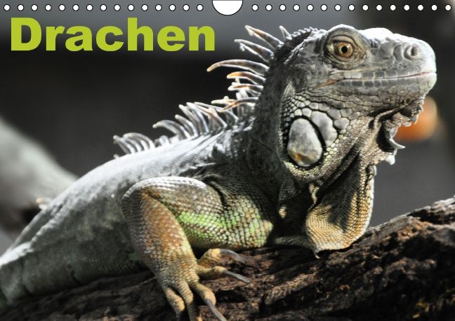 Produktbild: Drachen / Geburtstagskalender (Wandkalender immerw&auml;hrend DIN A4 quer)