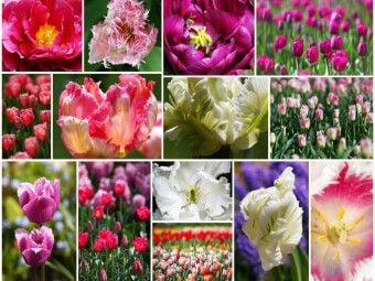 Produktbild: CALVENDO Puzzle Tulpen Collage | 1000 Teile Lege-Gr&ouml;&szlig;e 64x48cm Foto-Puzzle f&uuml;r gl&uuml;ckliche Stunden
