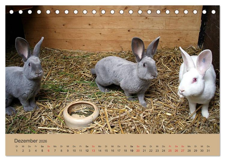 Produktbild: Rex - Kaninchen (Tischkalender 2026 DIN A5 quer), CALVENDO Monatskalender