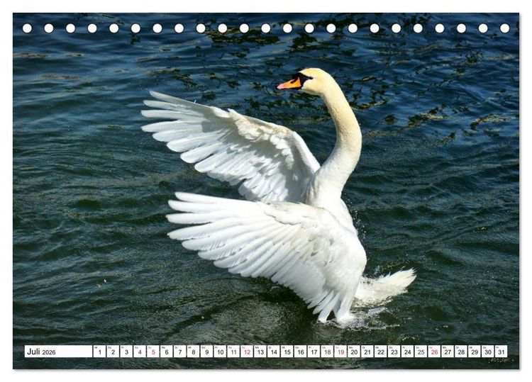 Produktbild: Elegante Schw&auml;ne (Tischkalender 2026 DIN A5 quer), CALVENDO Monatskalender