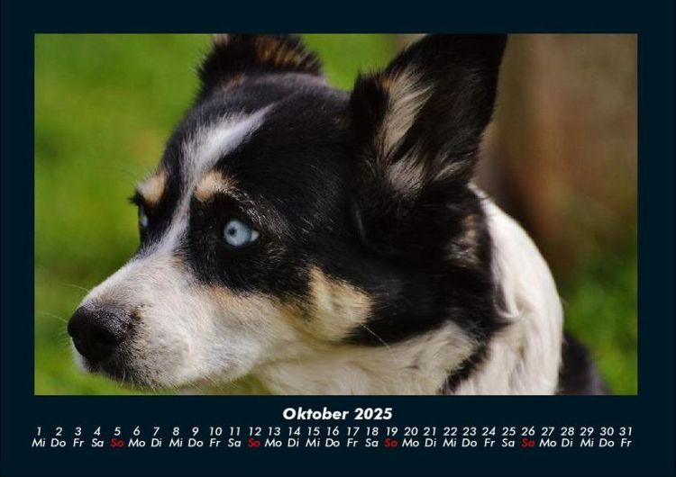 Produktbild: Welpen 2025 Fotokalender DIN A4