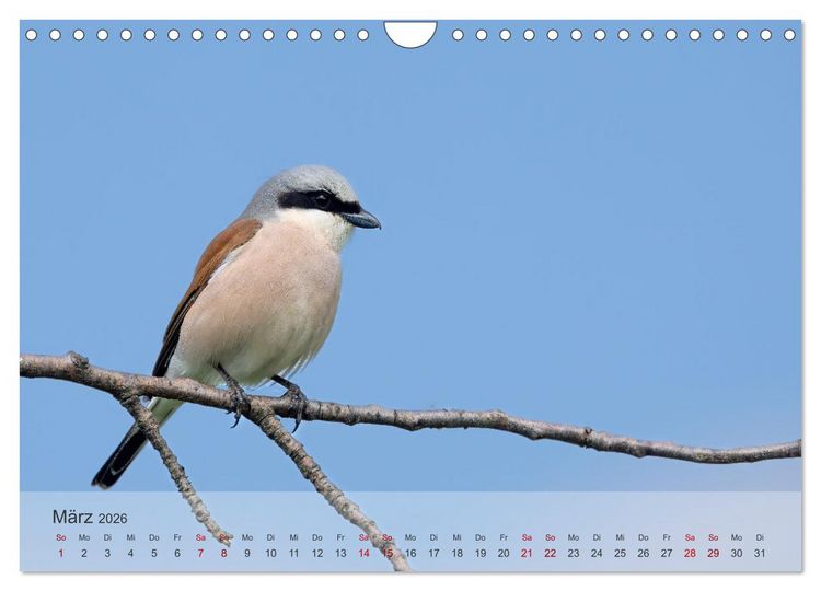 Produktbild: Fantastische Vogelwelt Slowenien (Wandkalender 2026 DIN A4 quer), CALVENDO Monatskalender