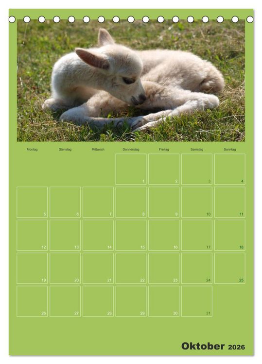 Produktbild: Alpakas zum Verlieben (Tischkalender 2026 DIN A5 hoch), CALVENDO Monatskalender