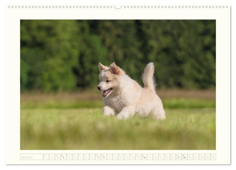 Produktbild: Kleine Islandhunde entdecken die Welt (hochwertiger Premium Wandkalender 2027 DIN A2 quer), Kunstdruck in Hochglanz