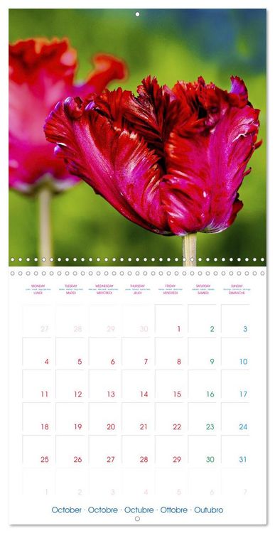 Produktbild: Tulips - Harbingers of Spring (Wall Calendar 2027 12 &times; 12 Inch) CALVENDO 12 Month Wall Calendar