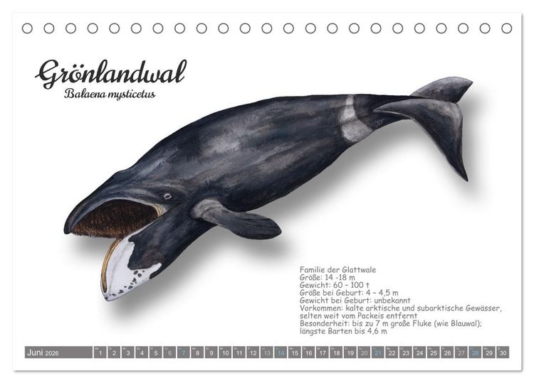 Produktbild: Wale und Delfine Steckbriefe (Tischkalender 2026 DIN A5 quer), CALVENDO Monatskalender