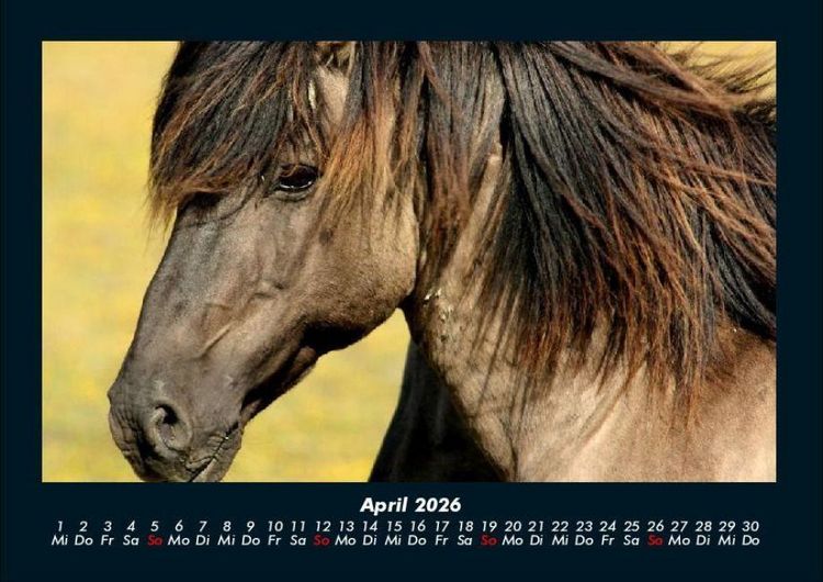 Produktbild: Pferde Kalender 2026 Fotokalender DIN A4