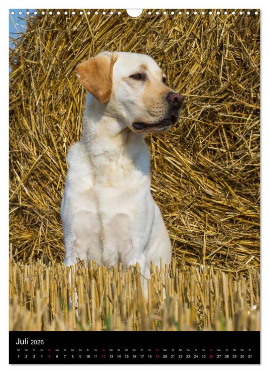 Produktbild: Faszination Labrador Retriever (Wandkalender 2026 DIN A3 hoch), CALVENDO Monatskalender